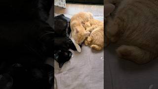 【猫/cat】今日みたいな天気だっねぇ🤗黒猫のクロちゃん＆茶トラのタイガ＆クリーム猫のみるきー＆キジトラのデカ丸君【癒し/healing】#shorts