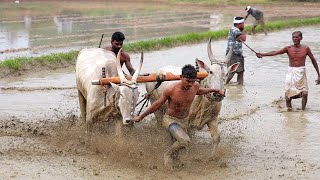 അന്യം നിന്ന കാർഷിക പരമ്പരാഗത രീതിയായ 'ഊർച്ച' വീണ്ടും നാടിന്റെ ഉത്സവമായി