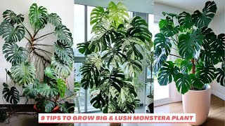 9 Tips to Grow Big & lush Monstera Plant