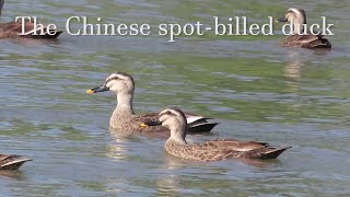 East Asia's mallard: The Chinese spot-billed duck