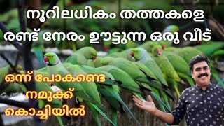 കൊച്ചിയിലെ തത്ത വിശേഷം  അതും 10 വർഷമായി സ്ഥിരം അതിഥികൾ..The parrot story of kochi...