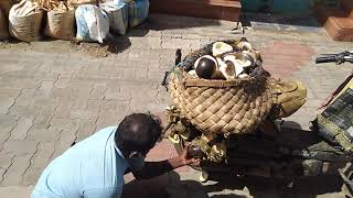 Selling Palmyra Palm Fruit