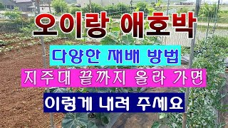 [텃밭농부 1,528]  오이랑 애호박을 키우는 다양한 방법 소개. #오이재배 #애호박재배