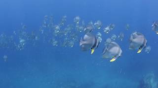 Batfish - Koh Chlam (Shark Island or Rocher Kusrovie), Cambodia Diving - Recreational Diving