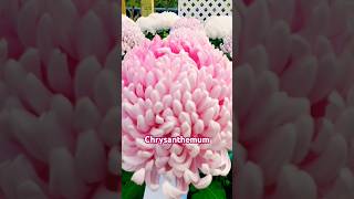 #beautiful #chrysanthemum #flowers #amazing #trending #shortvideo