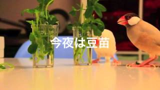 豆苗を食べる文鳥【文鳥と暮らすvol.033】