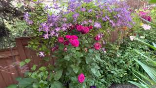 Purple clematis vine flower review , roses and clematis, celestial night rose best vine for trellis