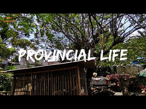 Provincial Life Youtube