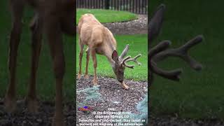 S#84 Deer Hunt at Broadmoor Hotel, CO #shorts