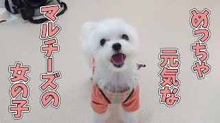 めっちゃ元気なマルチーズの女の子が来たんだよ。　🐶ひみつきちなう！#2🐶  (チワワ 柴犬 トイプードル シェルティ ビションフリーゼ ポメラニアン) 2020年10月23日