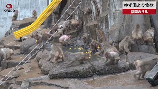 【速報】ゆず湯より食欲 福岡のサル