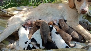 Love, Care \u0026 Rescue: Feeding Mama Dog and Her Precious Puppies🐕💕 Mother Dog 🐕 Feeding Puppies ❤️