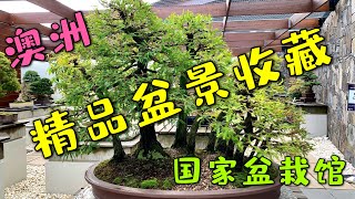 精品盆景欣赏（下） - 國家盆景館 @堪培拉  99