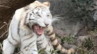 吠えるホワイトタイガーのソソノ☆とべ動物園にて