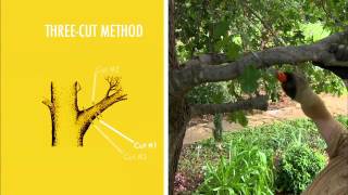 Three Cut Pruning