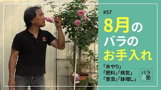 #57 8月のバラのお手入れ【バラの育て方：8月】