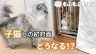 もふもふ猫と子猫がついに対面！？（前編） 【サイベリアン】