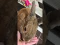 うさぎ らすく さいとうさんち🐰