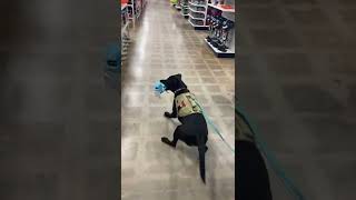 Cornflake the Dog Gets Startled by Halloween Decorations || ViralHog