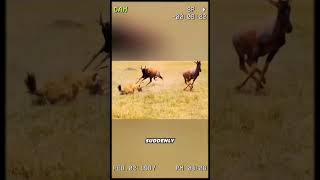 The hyena is gifted wheelchair  by the antelope #wildanimal #animal #youtubeshorts #foryou