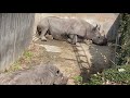 【ヒガシクロサイ】モートでお昼寝クロサイ親子♪　2020 12 11　とべ動物園