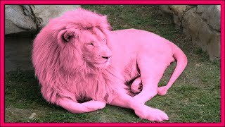 13 Rarest Pink Animals in the World