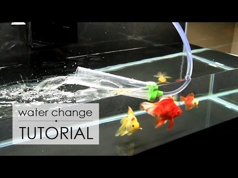 Water Change Tutorial | Goldfish Care Water Change Tutorial | Goldfish Care