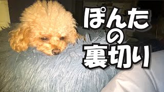 【悲報】愛犬に…裏切られました…