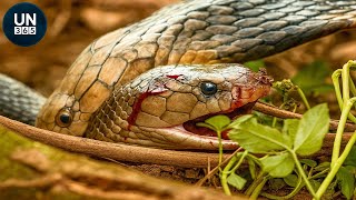 Deadliest Snake Attacks On Earth Ever Caught On Camera!! | Animal Fights