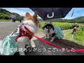 雄大なひまわり畑！ 元保護犬チワワとパピヨンのかほご犬s