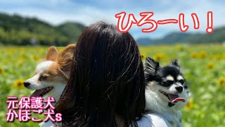 雄大なひまわり畑！[元保護犬チワワとパピヨンのかほご犬s]