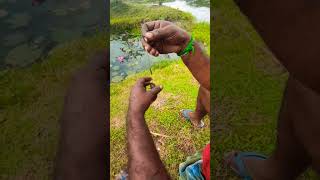 🌠இந்த🐟 மீன்🐠 ரெம்ப 🤯விஷமுள்ள😱 மீன்🐠🐋🐟#foodie #foodie #fishingvideo #fish #cookingchannel #freefire