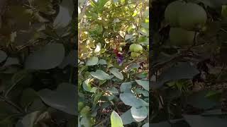 Guava Farm #fresh guava#shorts #shortsvideo #viralshorts #trendingshorts #foodieshorts #fyp