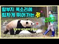 [ep.210] 수없이 푸바오를 불러주는 따뜻한 할부지 목소리에 힘차게 달려가는 할부지의 영원한 아기판다, 푸바오!💕ㅣ다음 예고편(feat. 세바시)ㅣ에버랜드 판다월드