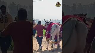 Top ox race punjab