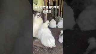 みんなで砂浴びする烏骨鶏 #chicken #silkies #烏骨鶏