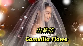 山茶花 Camellia Flower---鄧麗君 Teresa Teng テレサ テン(婚紗篇)