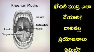 How to Do Kechari Mudhra and it's Uses