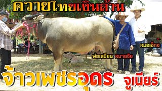 จ้าวเพชรอุดร(จูเนียร์) พ่อพันธุ์ควายไทยเงินล้าน อนาคตไกล แห่งโชควาสนาฟาร์ม อ.นาหว้า จ.นครพนม