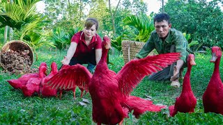 Go Harvest Crops - Strange RED DUCK Discovered - Free New Life