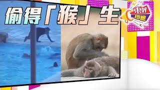 【on.cc東網】東呼即應：猴子走入人間　偷食物玩下水禮