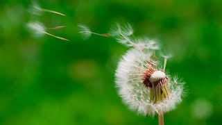 Watch: The secret of dandelion flight revealed