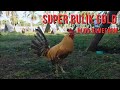 SUPER BULIK GOLD NUCD GAMEFARM