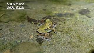 リュウキュウカジカガエル繁殖シーズンの兆し(フィールド②)/2023.2.11