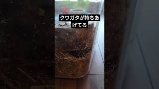 クワガタが持ち上げてる