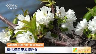 [三农长短说]人勤春早 万象“耕”新 山西运城 樱桃棚里果农授粉忙 | 农业致富经 Agriculture And Farming