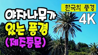 야자나무가 있는 풍경 - 제주도 중문, 4K