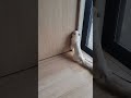 引き戸を開けるようになった猫 cat shorts