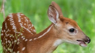 Fragen zur Jagd: Kitze retten, später schießen