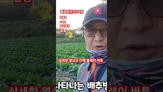 배추 후반기[2022년 영상] 무름병 똑딱병 뿌리혹병 꿀통 상세한 영상은 아래 플레이 버튼 #shorts